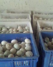 常年大量收购鸭蛋、鸡蛋、照蛋