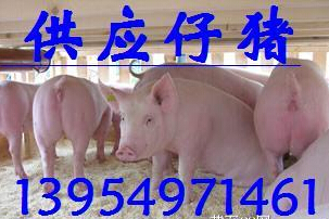 鲁东南最大的仔猪养殖调拨基地